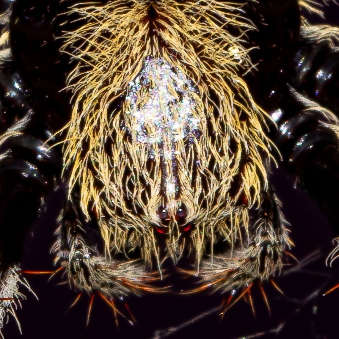Garden Orb Spider A close up of my mate spidey, spidey Australia,Australian garden orb weaver spider,Eriophora transmarina,Geotagged