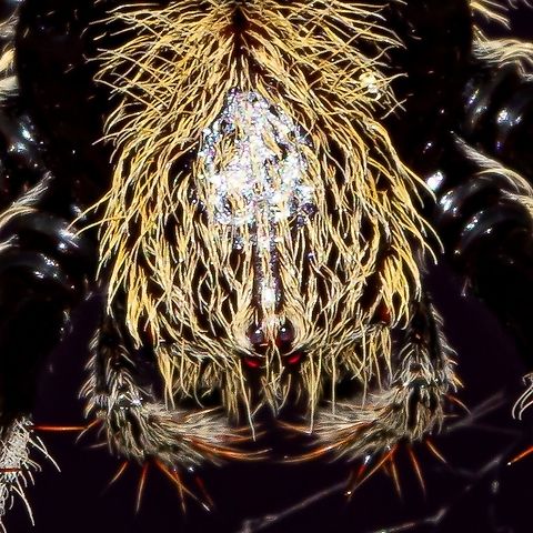 Garden Orb Spider A close up of my mate spidey, spidey Australia,Australian garden orb weaver spider,Eriophora transmarina,Geotagged