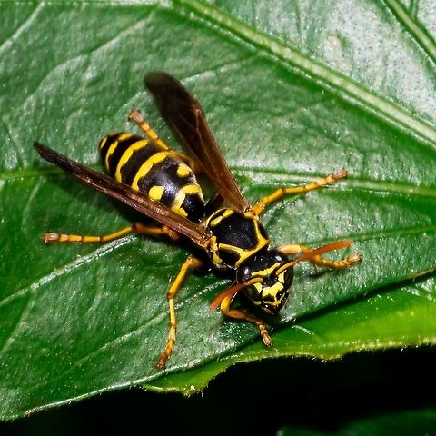 European Paper Wasp Australia,European paper wasp,Geotagged,German wasp,Polistes dominula,Vespula germanica