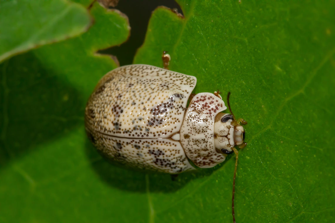 Leaf  Beetle ( Tortoise beetle)  Australia,Geotagged,Summer