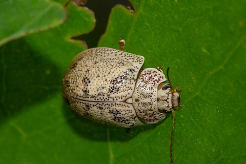 Leaf  Beetle ( Tortoise beetle)  Australia,Geotagged,Summer