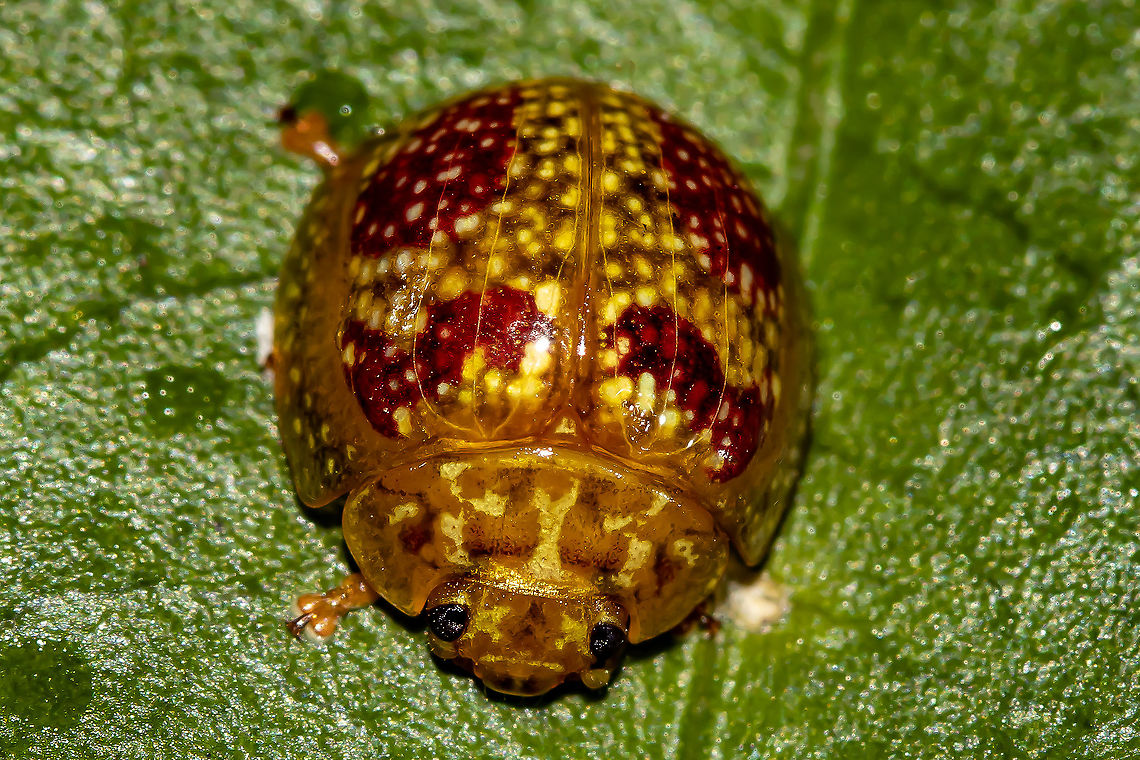 Leaf  Beetle ( Tortoise beetle)  Australia,Geotagged,Summer
