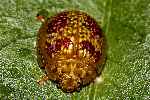 Leaf  Beetle ( Tortoise beetle)  Australia,Geotagged,Summer