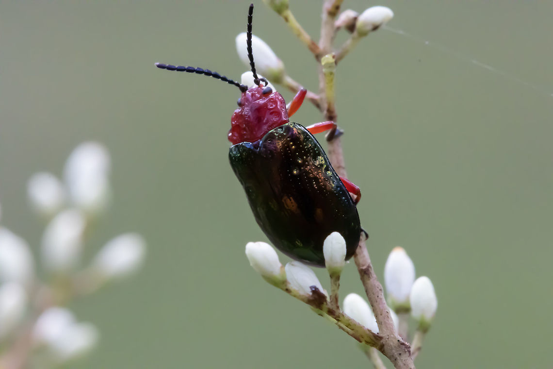 Leaf  Beetle  Australia,Geotagged,Summer