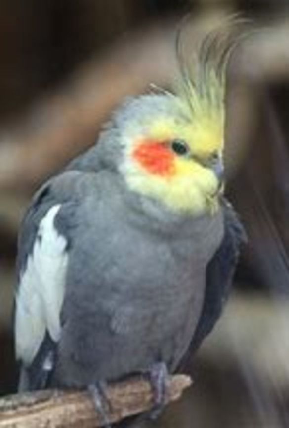 Australian Grey Cockatiel  Cockatiel,Nymphicus hollandicus