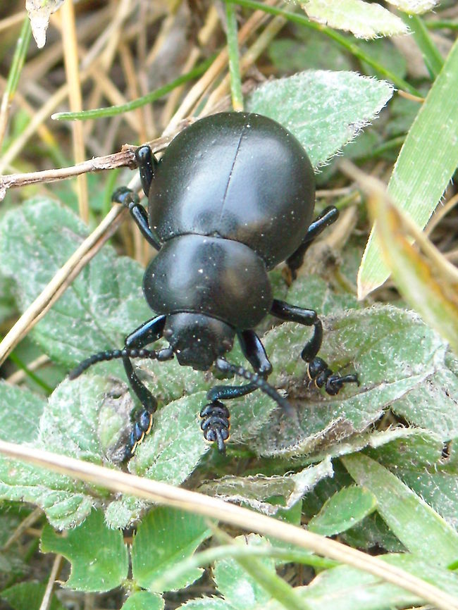 Black beetle  Bloody-nosed beetle,Timarcha tenebricosa