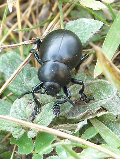 Black beetle  Bloody-nosed beetle,Timarcha tenebricosa