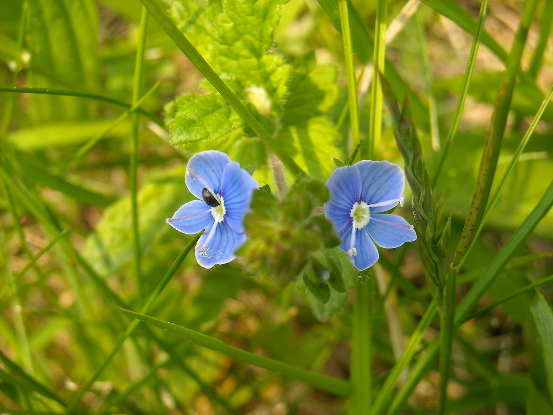 Speedwell Veronica sp.