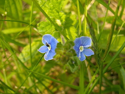 Speedwell Veronica sp.