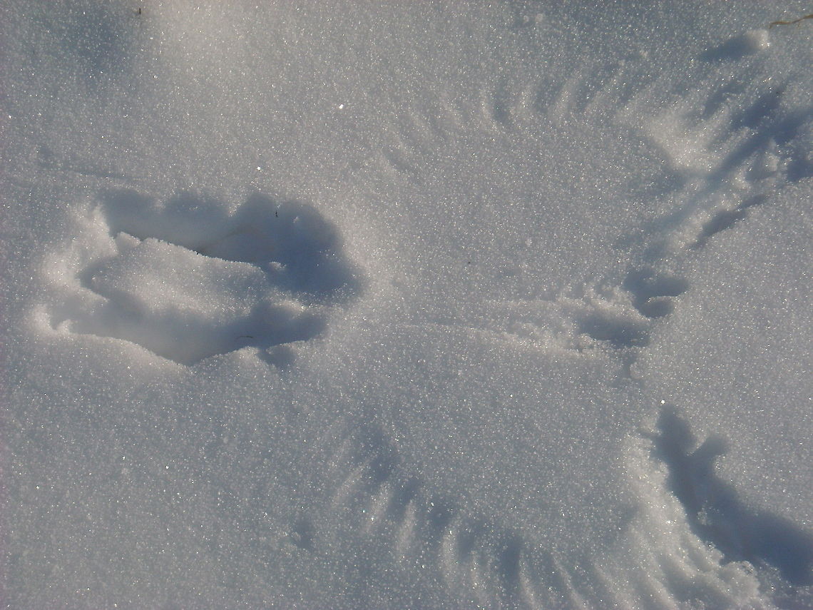 Bird pattern in snow  snow
