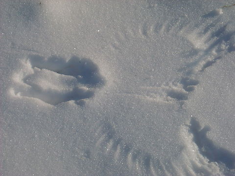 Bird pattern in snow  snow