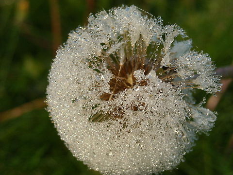 dandelion  Dandelion,Taraxacum officinale