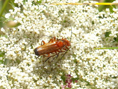 Soldier beetle  Common red soldier beetle,Rhagonycha fulva