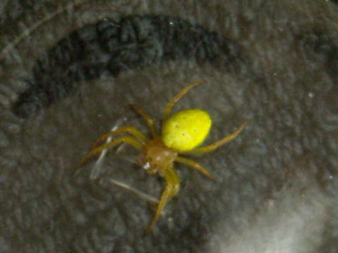 Cucumber green spider  Araniella cucurbitina,Cucumber green spider