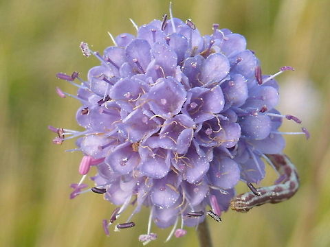 Devil's-bit Scabious Lime-speck Pug (Eupithecia centaureata) larva on Devil's-bit Scabious (Succisa pratensis). Eupithecia centaureata,Lime-speck Pug,Succisa pratensis