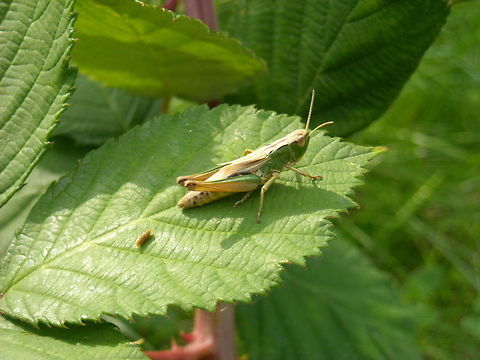 Common Green Grasshopper – Omocestus viridulus  Omocestus viridulus
