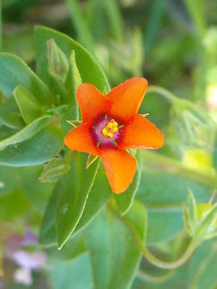 Scarlet pimpernel  Anagallis arvensis,Scarlet pimpernel
