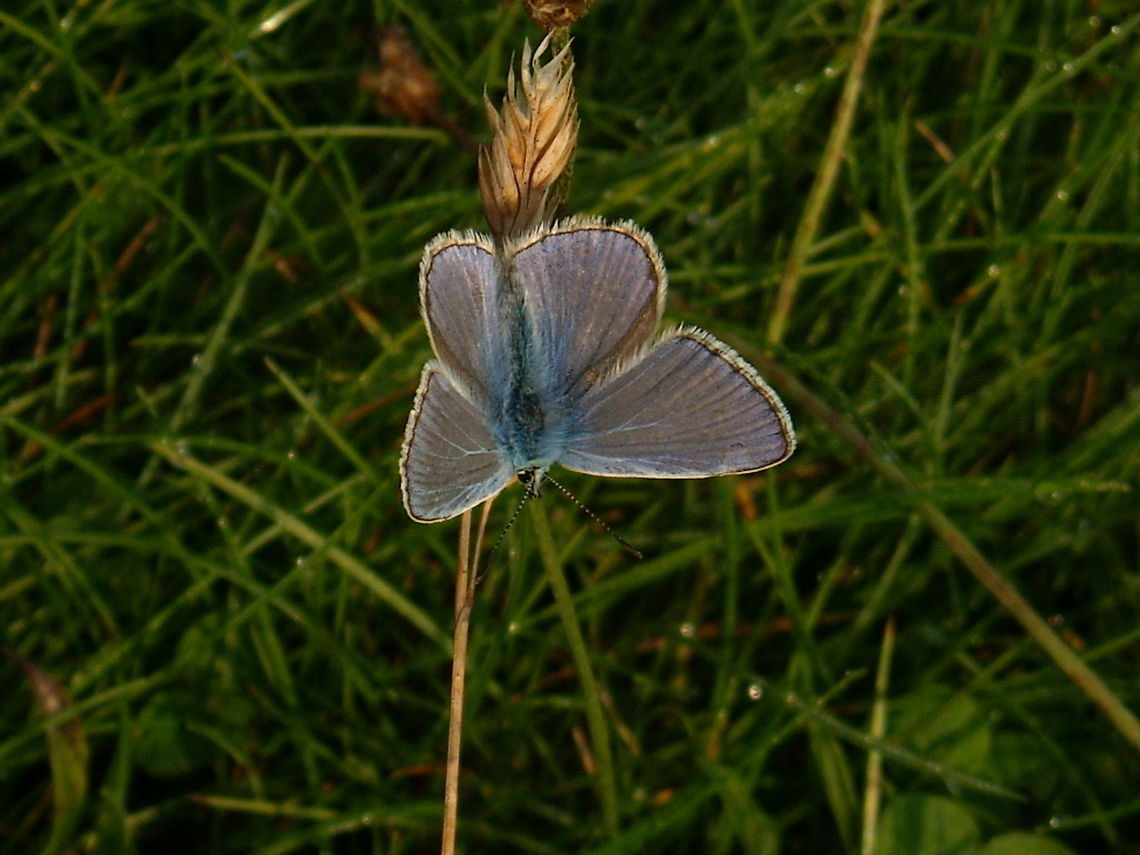 Blue butterfly  Common Blue,Polyommatus icarus,butterfly