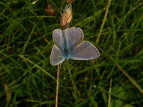 Blue butterfly  Common Blue,Polyommatus icarus,butterfly