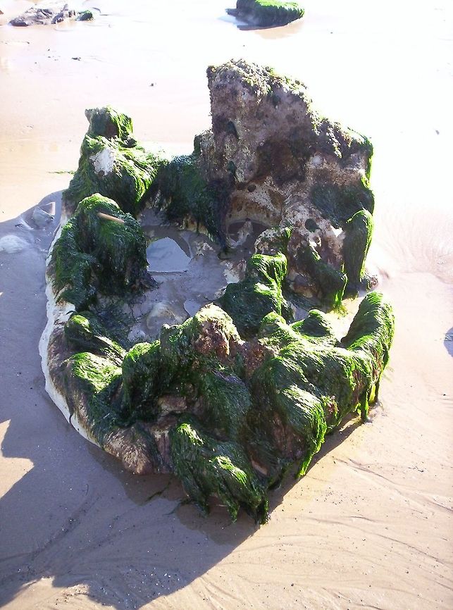 rockpool  -  on the beach  algae,sand