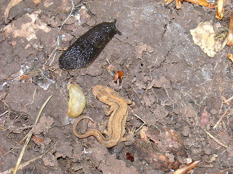 wildlife  Arion hortensis