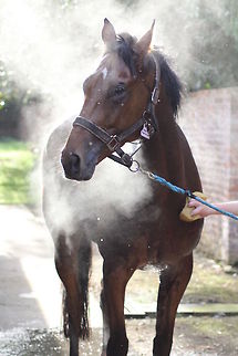 Horse This is a horse at work being washed off at the time. I was incredably lucky to capture the steam rising off him with the sun creeping through. Domestic horse,Equus ferus caballus
