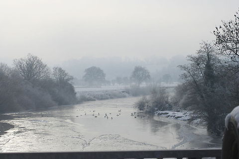 Frozen River  Cygnus olor,Mute Swan