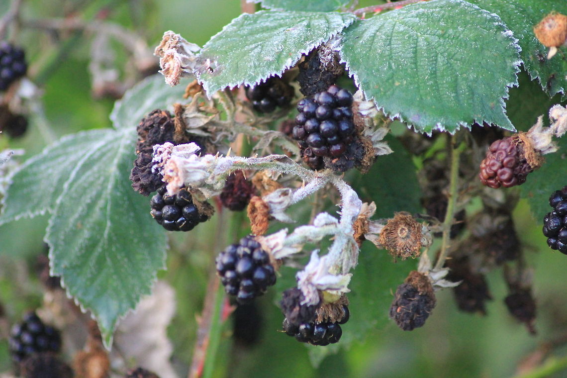 IMG_0013  Himalayan Blackberry,Rubus armeniacus,Rubus laciniatus,Rubus laciniatusCutleaf Evergreen Blackberry