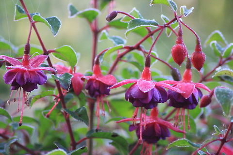 Fuchsia magellanica  Fuchsia magellanica