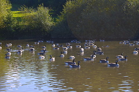 Canada Geese  Branta canadensis,Canada Goose