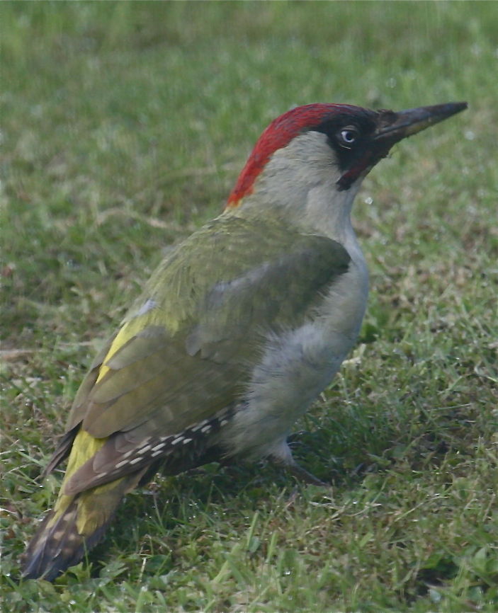 Green woodpecker  European Green Woodpecker,Picus viridis