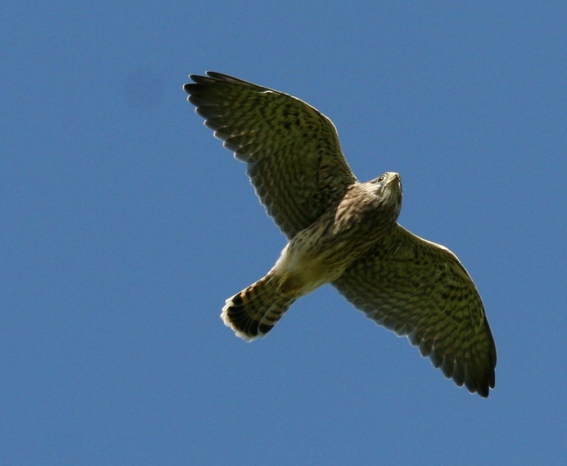kestrals_468  Common Kestrel,Falco tinnunculus,Young Kestral first flight