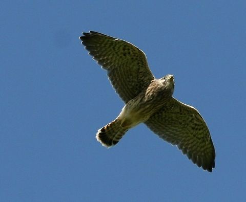 kestrals_468  Common Kestrel,Falco tinnunculus,Young Kestral first flight