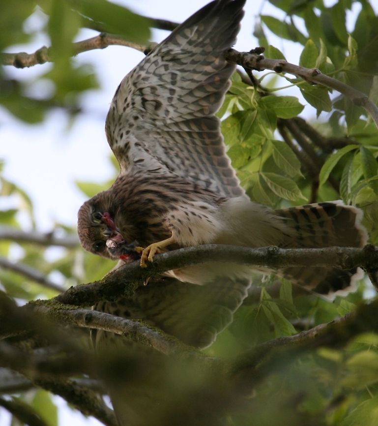 kestrals_1702  Common Kestrel,Falco tinnunculus