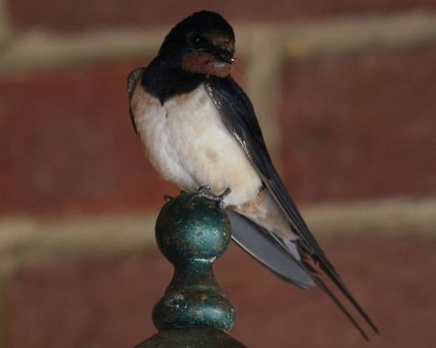 Barn swallow on pole  Barn Swallow,Hirundo rustica