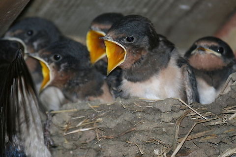 Barn swallow hungry youngsters  Barn Swallow,Hirundo rustica