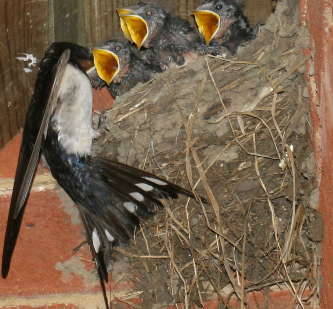 Barn swallow feeding youngsters  Barn Swallow,Hirundo rustica