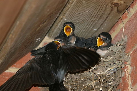 Young Barn swallows being fed  Barn Swallow,Hirundo rustica