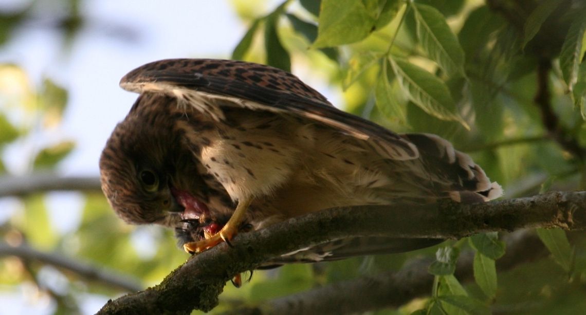kestrals_1677  Common Kestrel,Falco tinnunculus