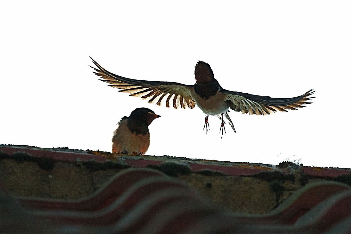 Swallow_transparant  Barn swallow,Hirundo rustica