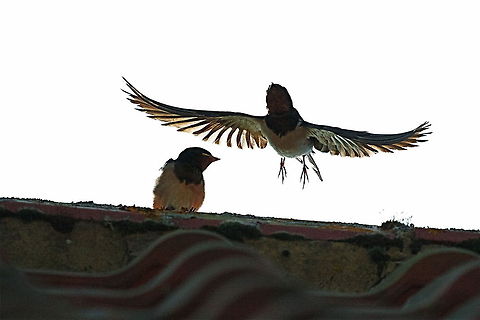 Swallow_transparant  Barn swallow,Hirundo rustica