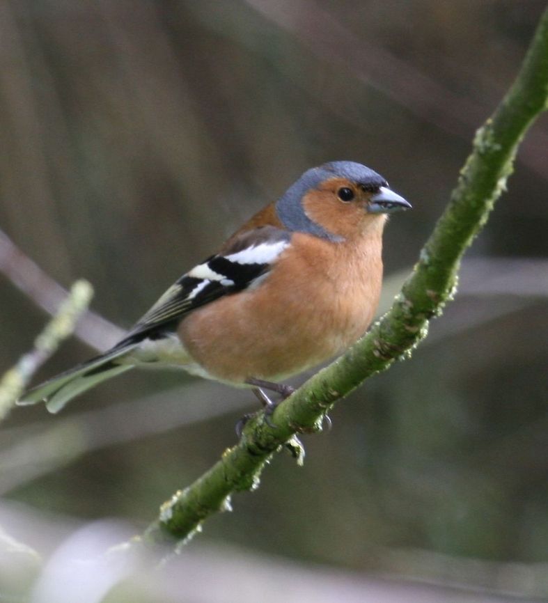 Chaffinch on twig  Chaffinch,Fringilla coelebs