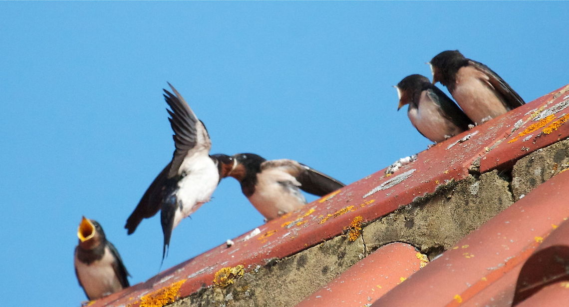 Swallow feeding young on roof  Barn Swallow,Hirundo rustica