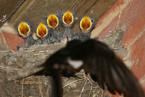 Barn swallows hungry  Barn Swallow,Hirundo rustica