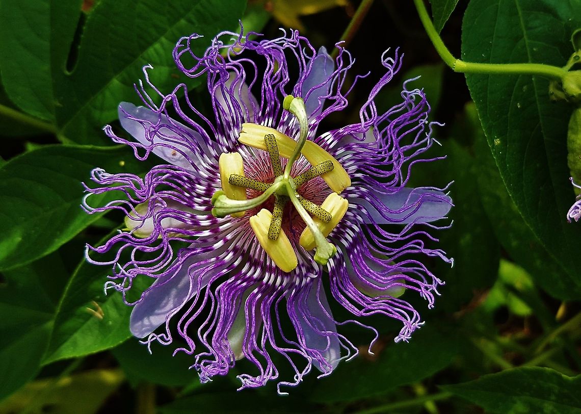 Purple Passionflower This is a picture of a purple passionflower at Kinder Farm Park in Millersville, Maryland. Anne Arundel County,Geotagged,Kinder Farm Park,Maryland,Passiflora,Passiflora incarnata,Purple Passionflower,Summer,United States