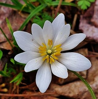 Bloodroot This is a picture of a Bloodroot Flower on the North Tract of the Patuxent Research Refuge near Fort Meade, Maryland. Bloodroot,Geotagged,Maryland,Patuxent Research Refuge,Sanguinaria canadensis,Spring,United States