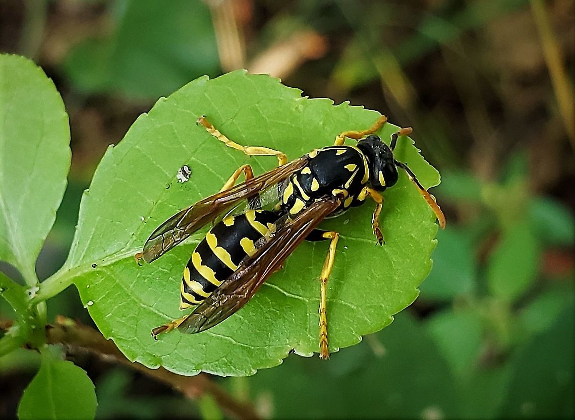 European Paper Wasp This is a picture of a European Paper Wasp at Sawmill Creek Park in Glen Burnie, Maryland. Anne Arundel County,European paper wasp,Geotagged,Glen Burnie,Maryland,Polistes dominula,Sawmill Creek Park,Summer,United States