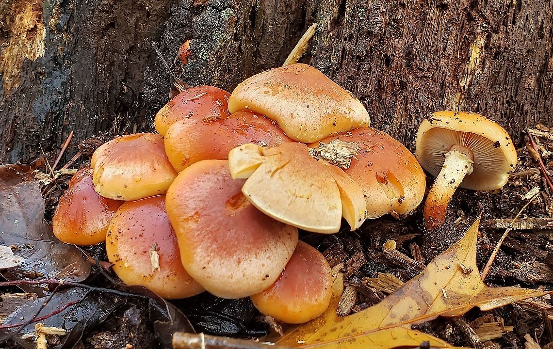 Brick Cap Mushroom This is a picture of a Brick Cap Mushroom at Sawmill Creek Park in Glen Burnie, Maryland. Anne Arundel County,Brick cap,Fall,Geotagged,Glen Burnie,Hypholoma lateritium,Maryland,Sawmill Creek Park,United States