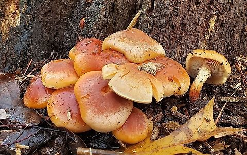 Brick Cap Mushroom This is a picture of a Brick Cap Mushroom at Sawmill Creek Park in Glen Burnie, Maryland. Anne Arundel County,Brick cap,Fall,Geotagged,Glen Burnie,Hypholoma lateritium,Maryland,Sawmill Creek Park,United States