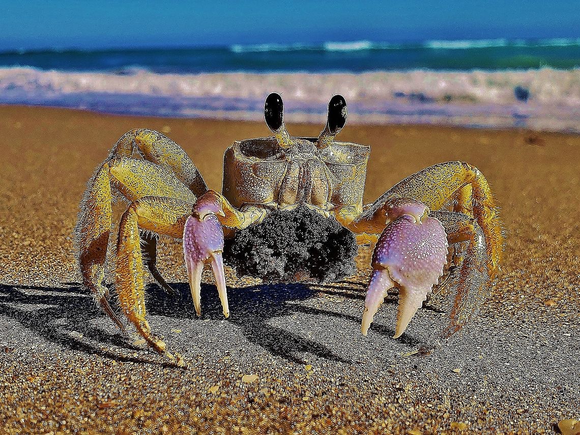 Atlantic Ghost Crab This is a picture of an Atlantic Ghost Crab on Hutchinson Island in Saint Lucie County, Florida. Atlantic Ghost Crab,Atlantic ghost crab,Florida,Geotagged,Hutchinson Island,Ocypode quadrata,Saint Lucie County,United States,Winter